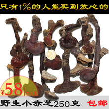 村姑娘野生灵芝赤芝红灵芝长白山纯野生赤灵芝林芝可打粉250克