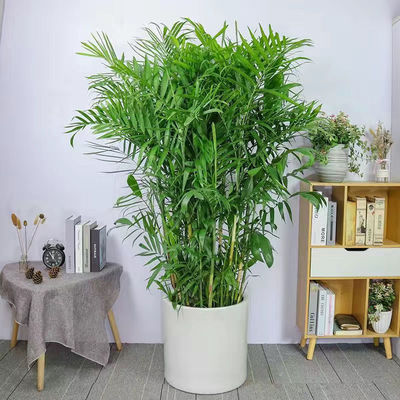 夏威夷竹子盆栽室内外客厅大型绿植盆景植物竹户外庭院净化空气