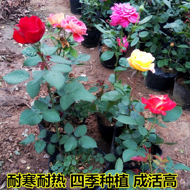 滕本月季大苗爬腾耐寒植物玫瑰花卉盆栽庭院四季开花浓香型别墅