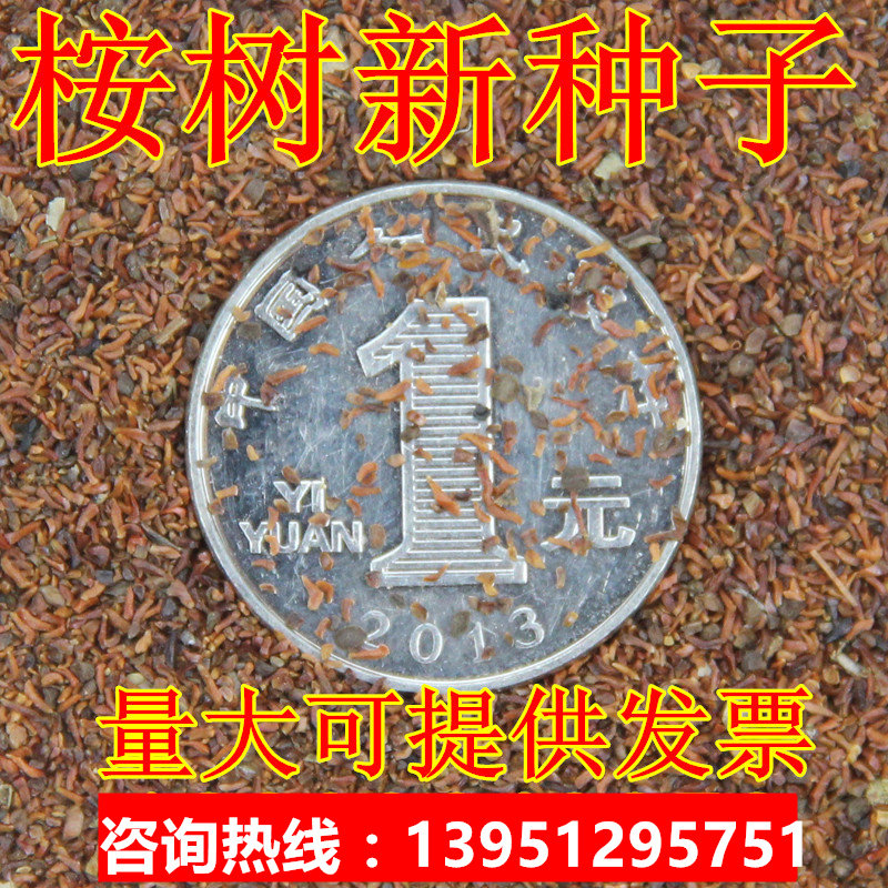 桉树种子尾叶巨桉蓝桉杏仁桉澳大利亚大小叶桉速生桉树种子包邮在类目 鲜花速递/花卉仿真/绿植园艺, 花卉/蔬果/草坪种子（新）, 家庭园艺种子中 - 来自Buy2taobao.com提供专业的淘宝代购服务