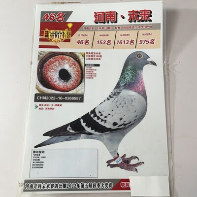 信鸽种鸽赛鸽鸽子活体公棚获奖鸽母鸽包邮