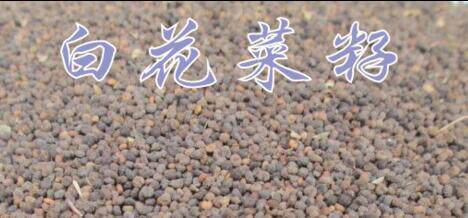 白花菜子 500克 白花菜籽 臭花菜子  羊角菜子