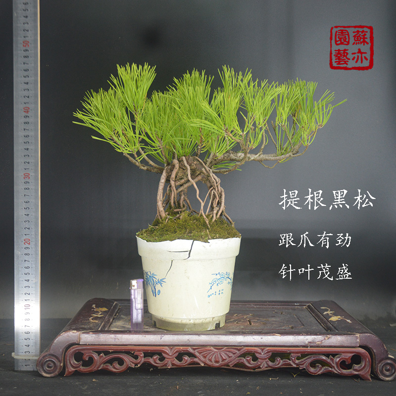 苏亦家日本提根黑松悬崖盆景树桩