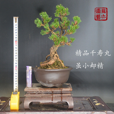 日本千寿丸楼顶庭院露台小品嫁接