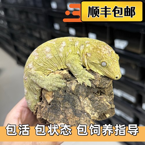 简单好饲养上手手感好