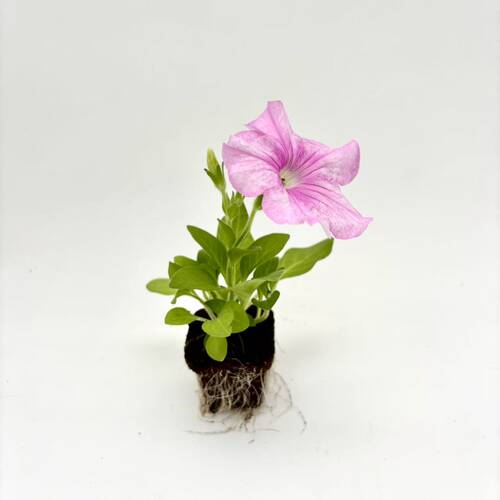 【四季花卉小苗】天竺葵 矮牵牛 大丽花 洋凤仙等花卉苗 1棵起售