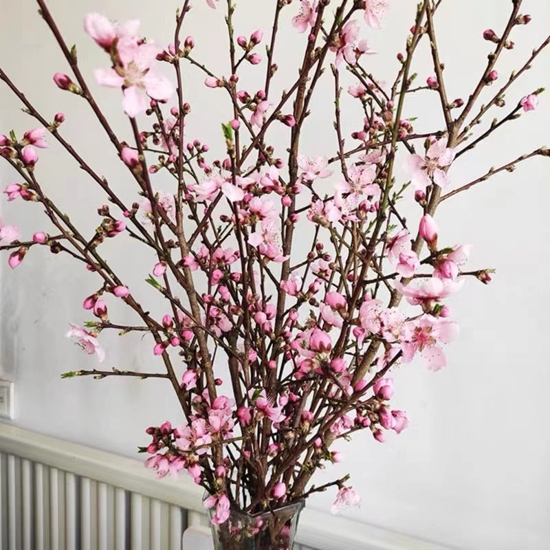 桃花枝桃树枝婴儿东南枝贺年桃枝条搬家转运干枝桃树护身桃木枝条