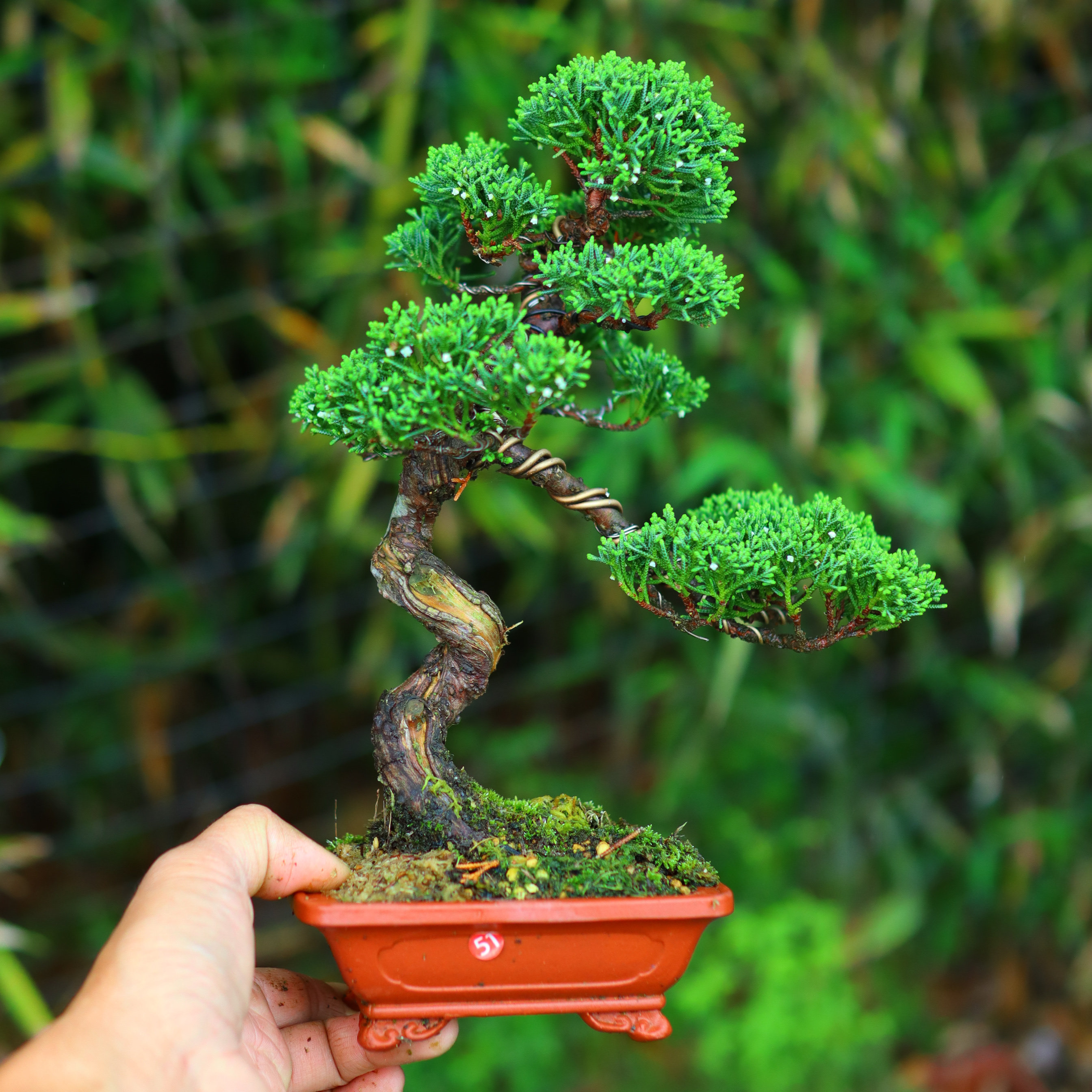 一物一拍原生小品盆景松柏盆景微型盆栽