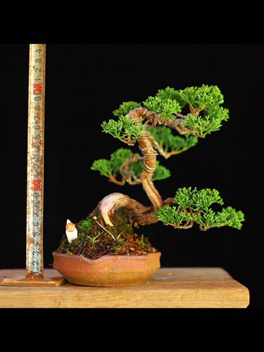 济州真柏微型小品盆栽松柏基地出品绿植摆件物一造型盆景盆景1/60