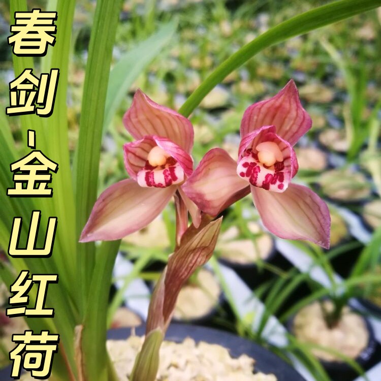 春剑【金山红荷】香思兰缘壹品国兰红花荷瓣大花型大圆舌好养