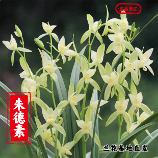 兰花苗建兰 朱德素 浓香室内绿植好养名贵四季兰观花植物兰草盆栽