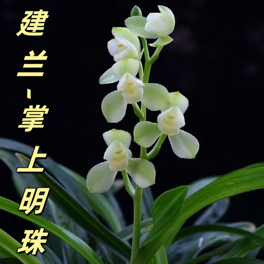 建兰【掌上明珠】香思兰缘壹品国兰云端素荷素花瓣清香苗壮实厚实