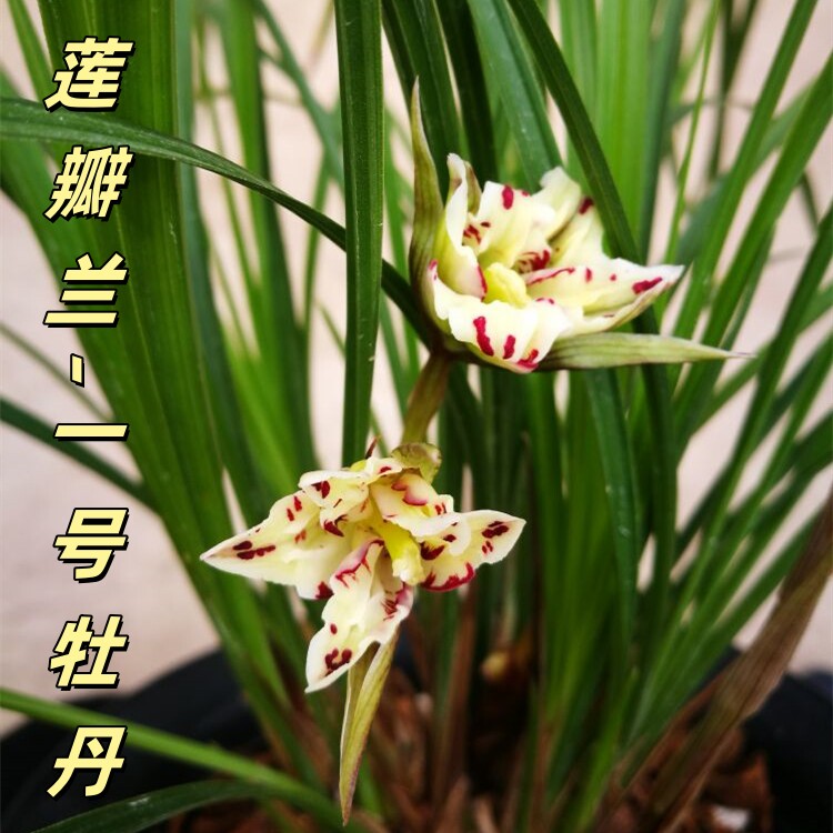 莲瓣兰【一号牡丹】香思兰缘壹品国兰奇花华光溢彩珍品经典