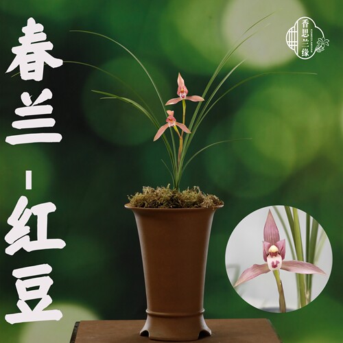 春兰【红豆】香思兰缘壹品国兰名贵兰花铭品浓香好养绿植花卉盆栽
