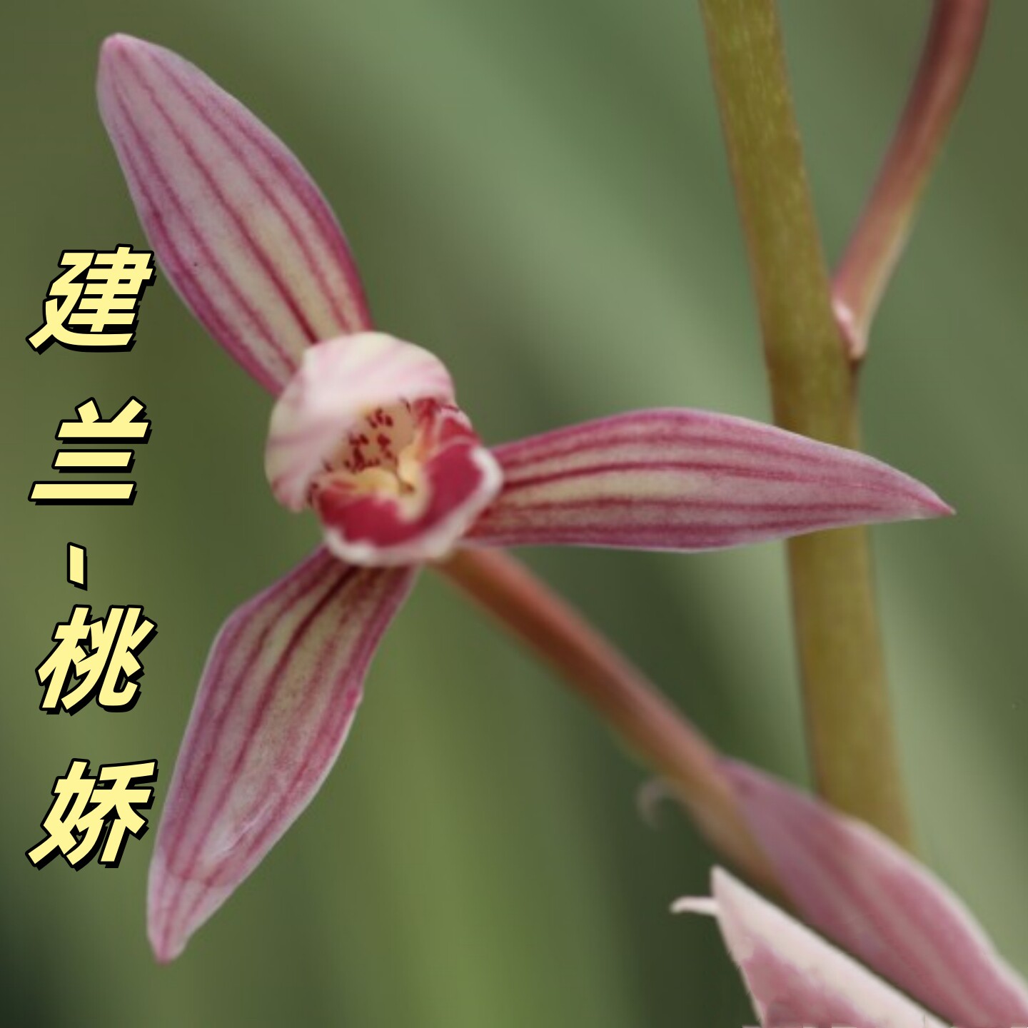 建兰【胭脂粉黛-桃娇】香思兰缘壹品国兰胭脂红花浓香出架带花苞