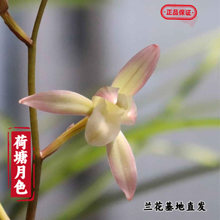 名贵兰花苗荷塘月色夏季带花苞四季兰美观浓香型花卉客厅绿植盆栽