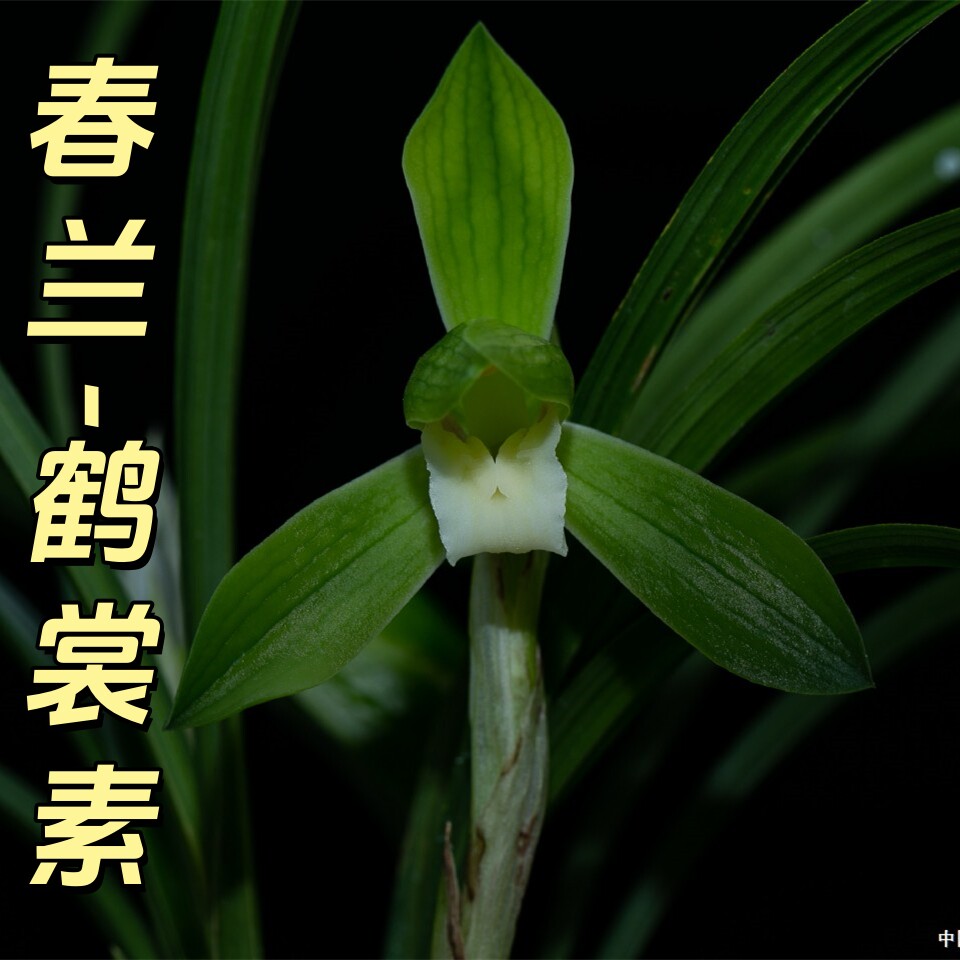 春兰【鹤裳素】香思兰缘壹品国兰阳台盆栽素心浓香老种室内花卉盆