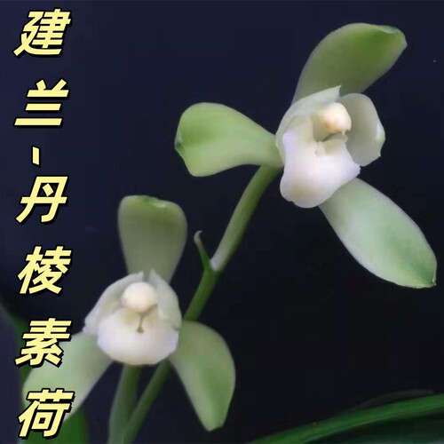 建兰【丹棱素荷】香思兰缘壹品国兰荷瓣素花叶有波纹且透艺四季兰