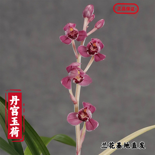 建兰正格荷瓣红花丹宫玉荷粉斑艺室内盆栽大花名贵室内好养活
