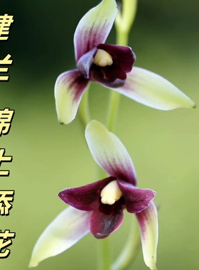 建兰【锦上添花】香思兰缘壹品国兰红素三星蝶新芽鲜红色中小叶蝶