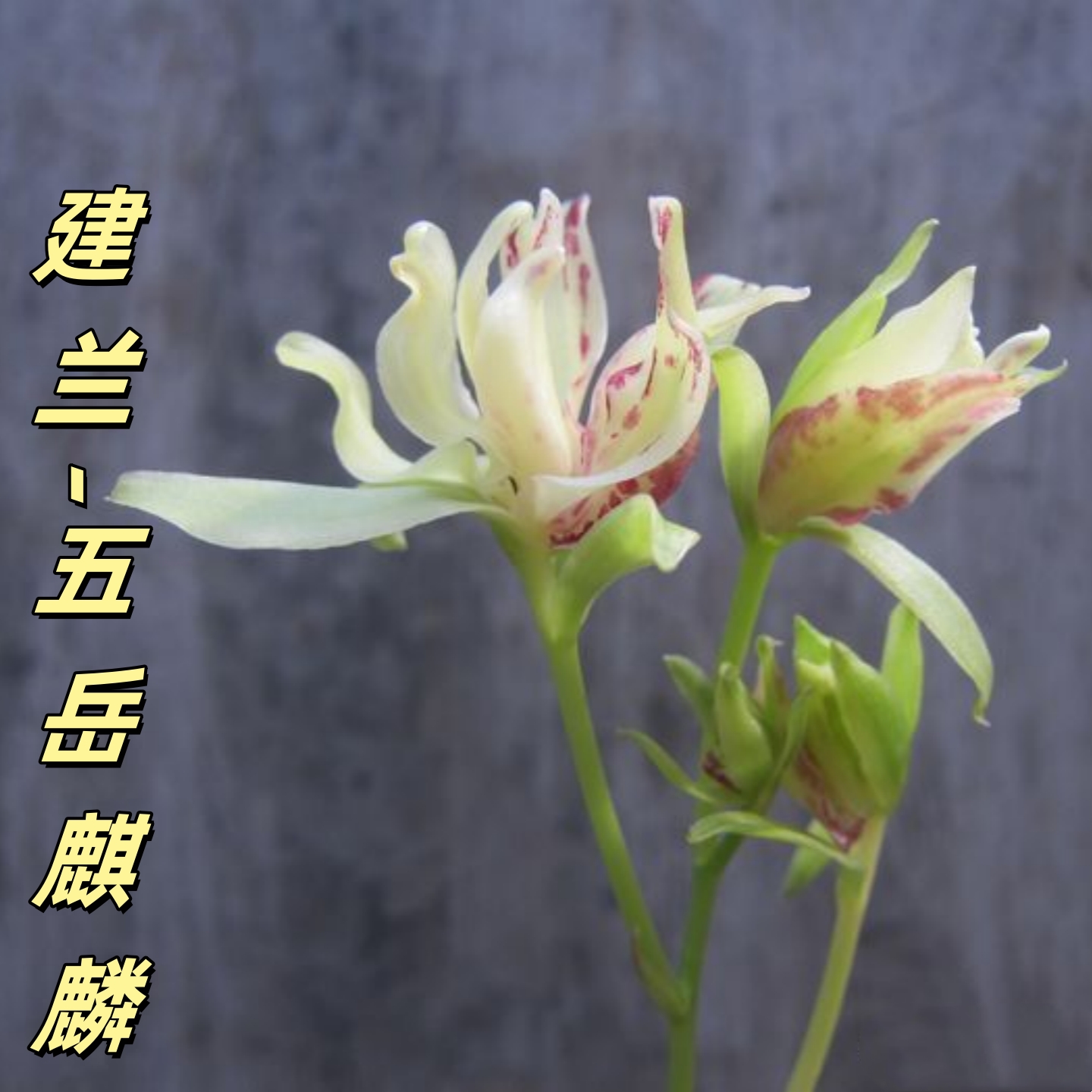 建兰【五岳麒麟】香思兰缘壹品国兰八大名品奇花花型奇异浓香老种