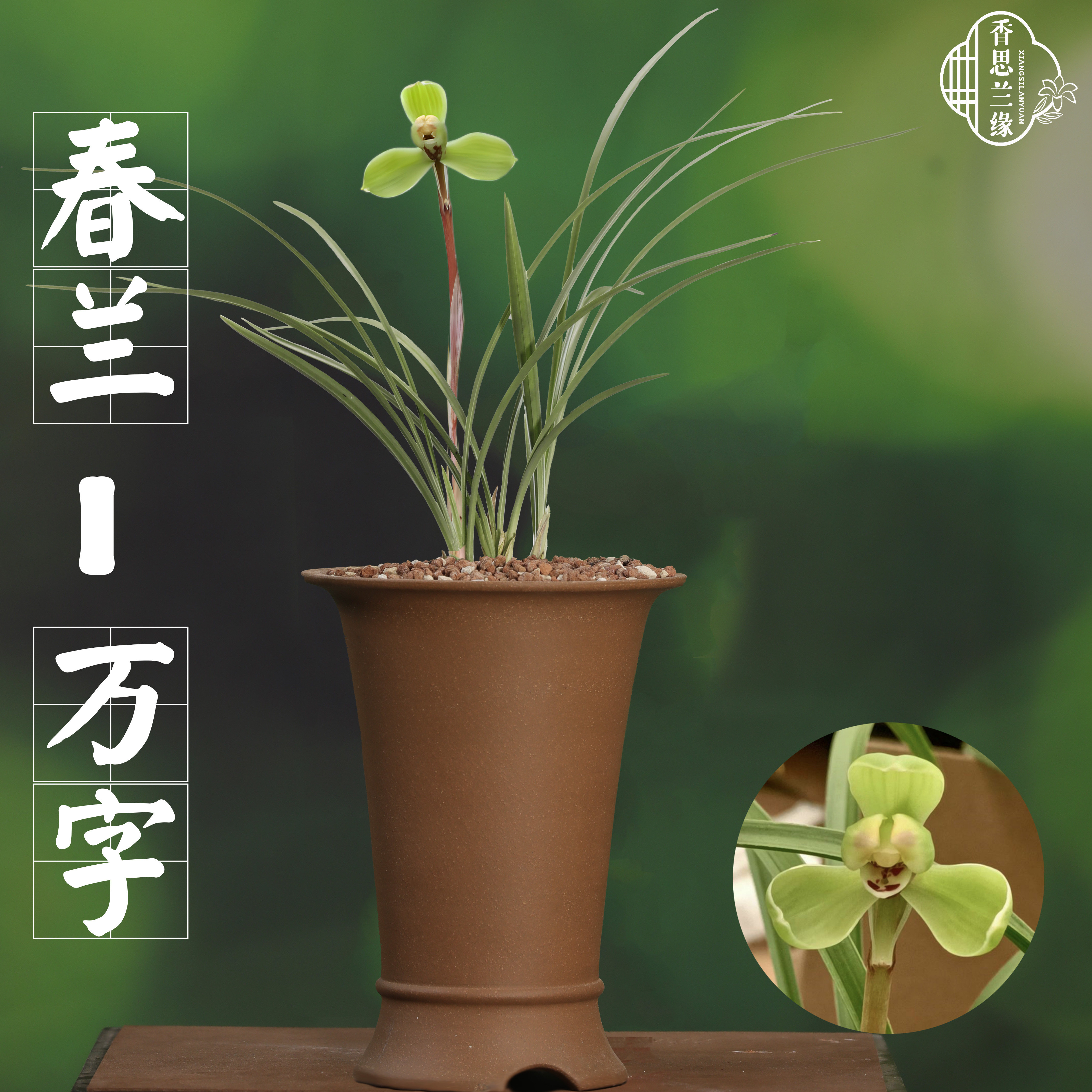 春兰【万字】香思兰缘壹品国兰梅瓣一字肩蚕蛾捧心原生老种带花苞