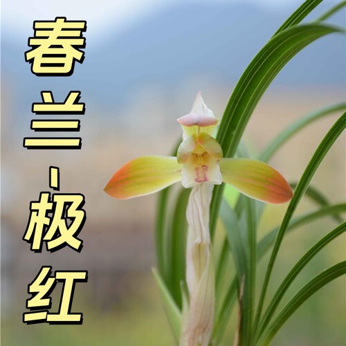 春兰【极红】香思兰缘壹品国兰朱红色花高出架高档好养经典老种