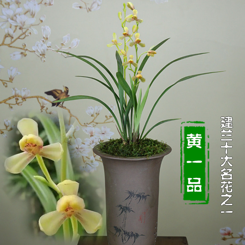 建兰八大铭品黄一品浓香型四季兰带花苞盆栽植物