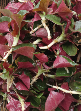 四川折耳根新鲜鱼腥草叶子嫩叶野生特产3斤包邮凉拌猪鼻孔侧耳根