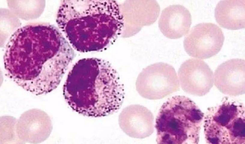 遗传学切片淋转e花环医学院校生物切片高教教学用品显微玻片