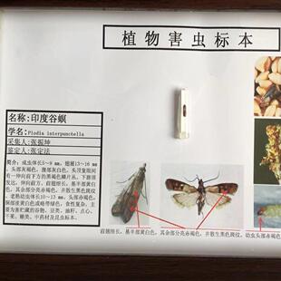 米象花斑皮蠹谷盗黄粉虫等高教农业林业储量害虫标本