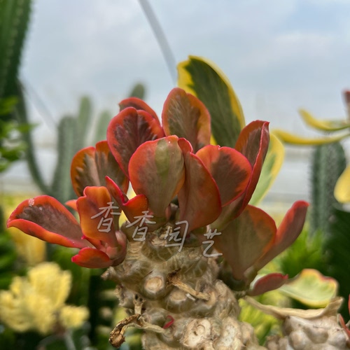 直播1号一物一拍扇贝麒麟锦多肉植物嫁接生长型热带沙生植物