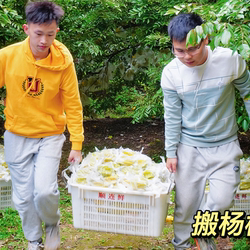 新鲜水果  杨桃 产地现摘 广东龙门 麻榨杨桃 清甜可口 杨桃哥