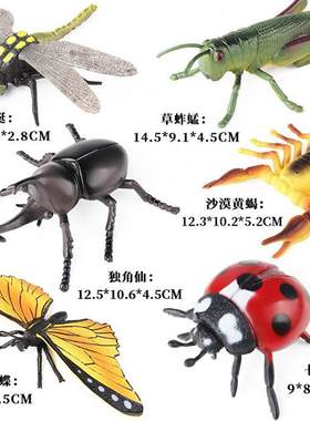 仿真昆虫静态模型道具