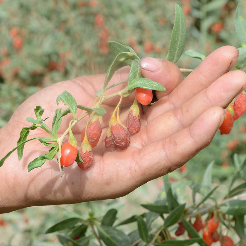 新疆若羌红枸杞干古法种植无硫无食用碱泡酒泡茶煲汤大果干枸杞子
