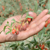 新疆若羌红枸杞干古法种植无硫无食用碱泡酒泡茶煲汤大果干枸杞子