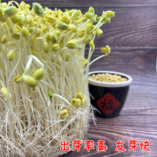 打豆浆生豆芽做纳豆专用黄豆农家自种新疆非转基因新老品种小黄豆