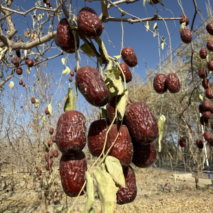 正宗新疆若羌吊干灰枣天然无清洗送礼佳品煲汤即食零食无添加
