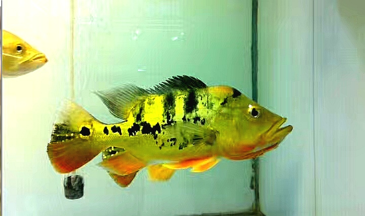 皇冠三间鱼金老虎鱼活体起头公母好看凶猛肉食上层大型热带观赏鱼
