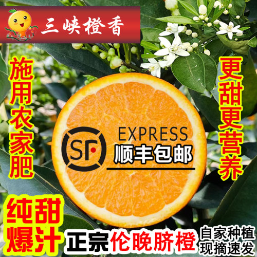 顺丰包邮现摘橙子秭归伦晚脐橙