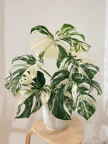 虎哥植园 龟背竹锦 阴阳白龟 蓝雾龟背竹 薄荷龟背 热带网红植物