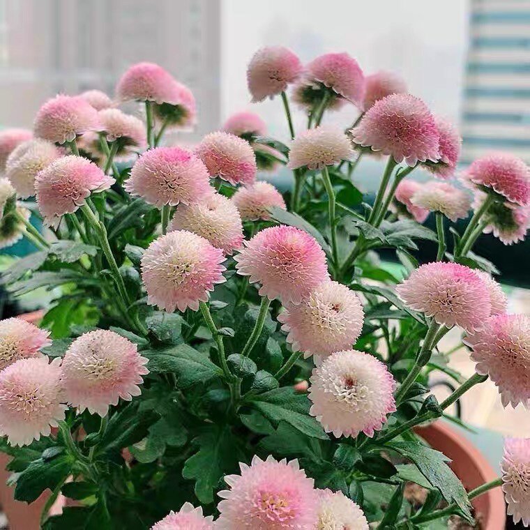 (12cm盆)日本菊花珠玉之卵银色光辉多头菊丰花耐寒盆栽