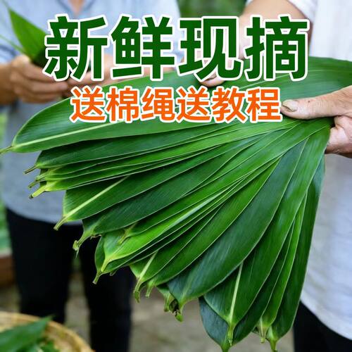新鲜现摘野生粽叶无添加