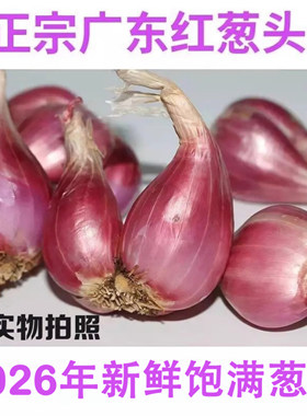 广东正宗红葱头红皮干香葱头种子食用香料新鲜农家红葱头葱酥肉圆