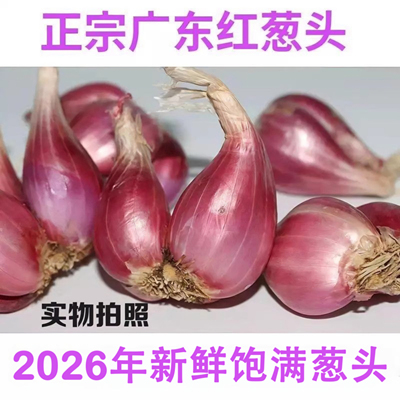 广东正宗红葱头红皮干香葱头种子食用香料新鲜农家红葱头葱酥肉圆