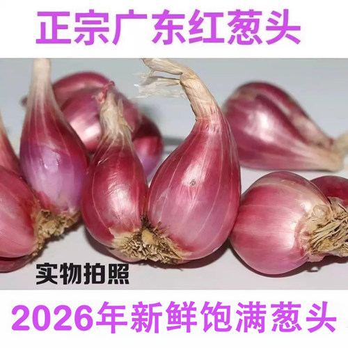 广东正宗红葱头红皮干香葱头种子食用香料新鲜农家红葱头葱酥肉圆