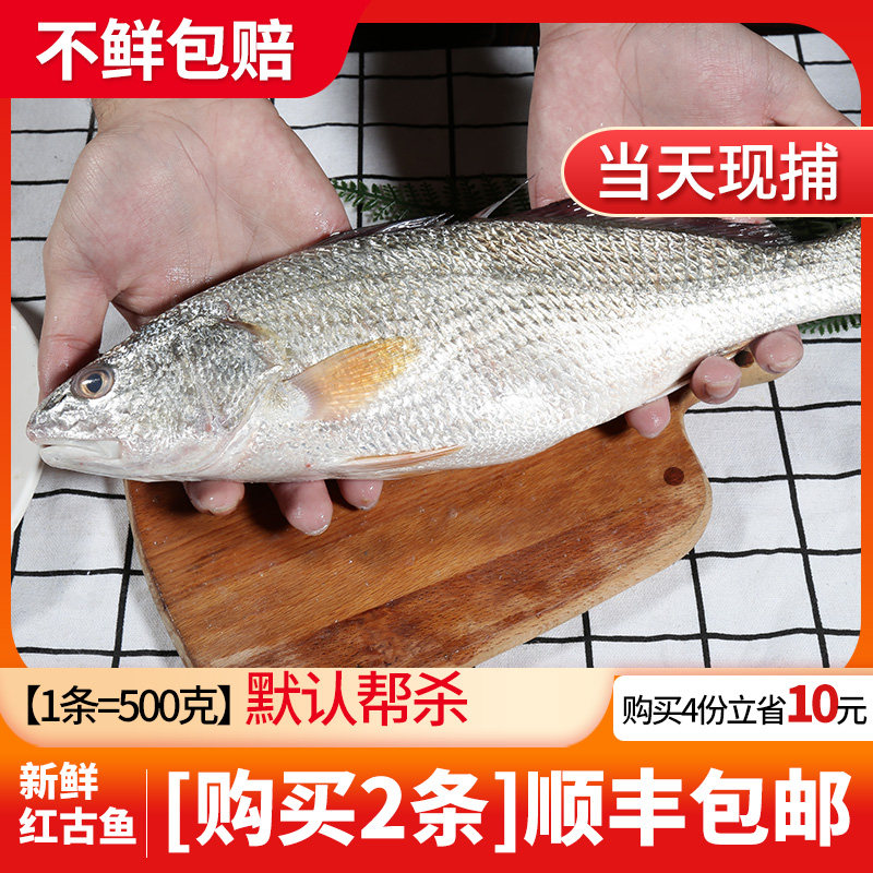 渔民的孩子现捕红古鱼当天现捞现发红鱼海捕红古鱼福建海鱼海鲜