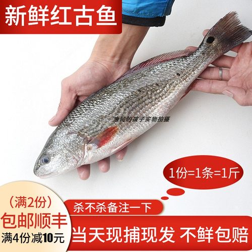 鲜野红鱼价格 鲜野红鱼图片 星期三