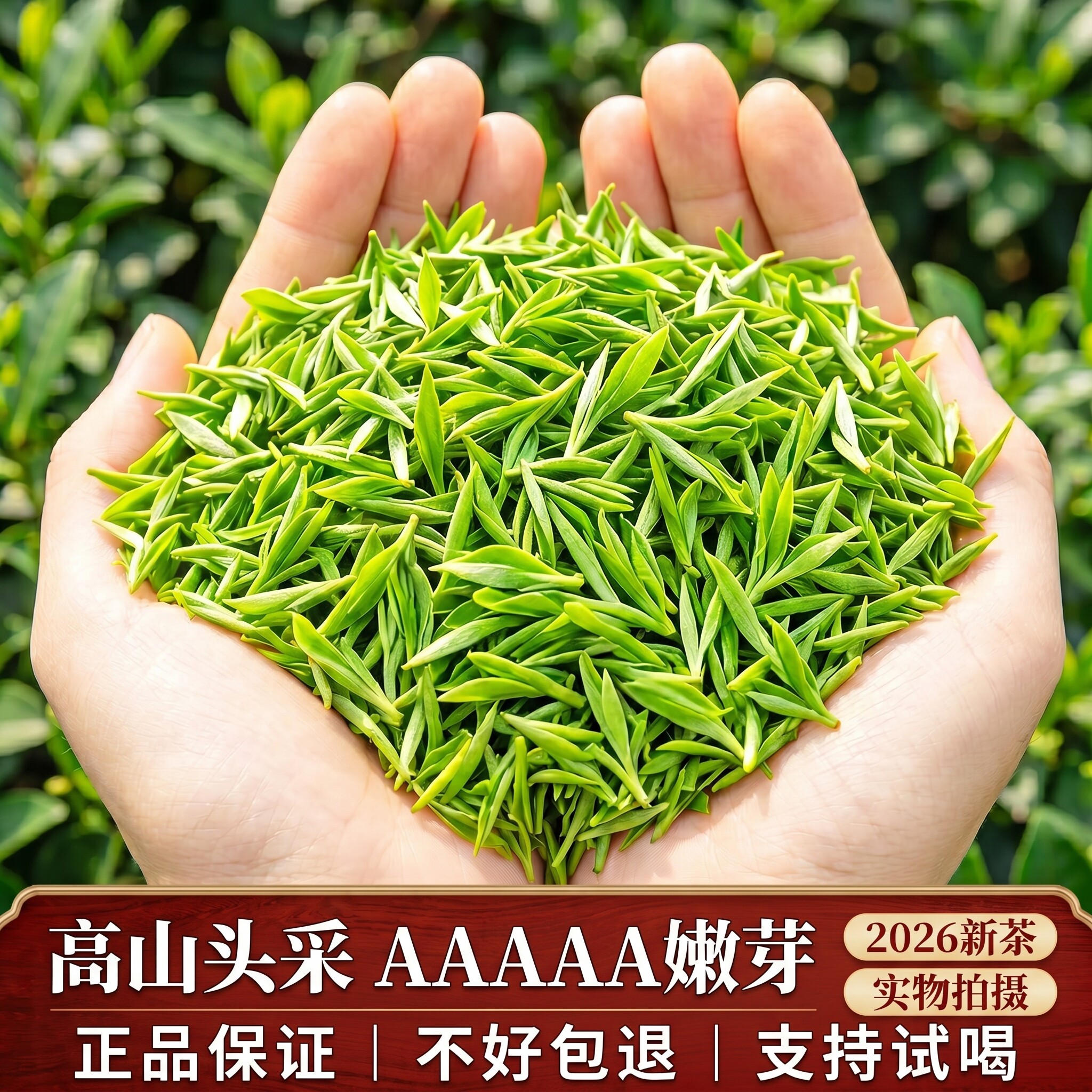 【头采嫩芽白茶】安吉产一芽一叶2026新茶高山浓香型明前耐泡绿茶