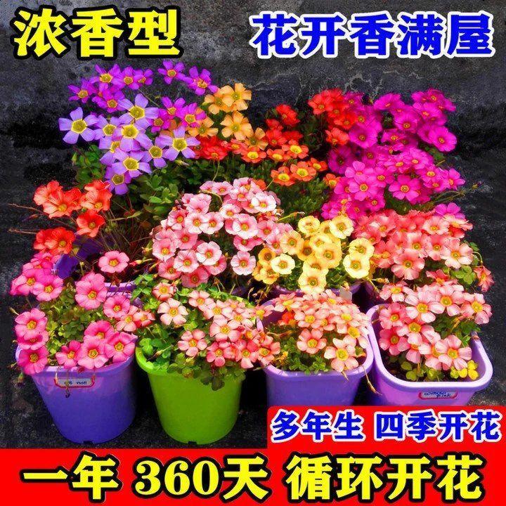 新品种酢浆草球根炸浆草庭院花卉植物阳台室内四季开花好养易活 鲜花速递/花卉仿真/绿植园艺 时令草本花卉 原图主图